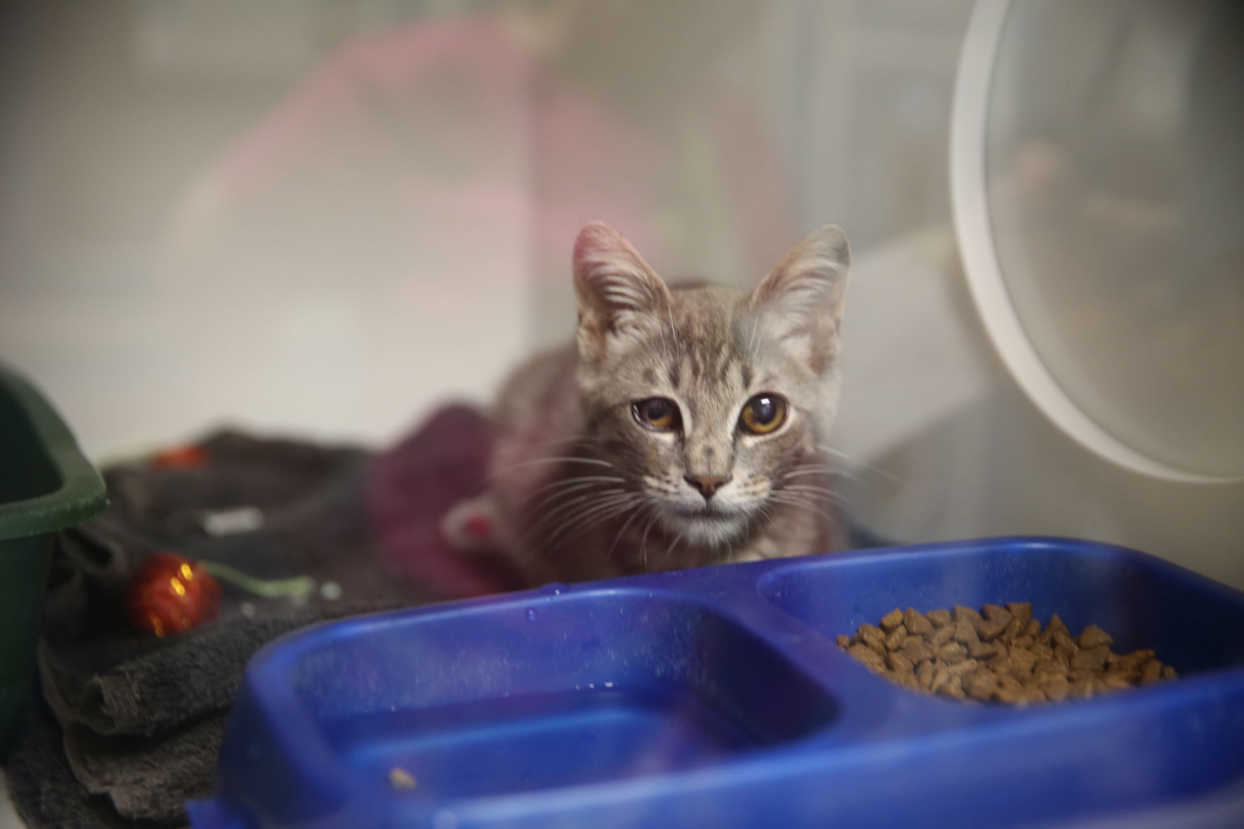 Atlantic County Animal Shelter's Clear the Shelter event Satuday, Aug. 17, 2019. The event runs through Sunday, Aug. 18.